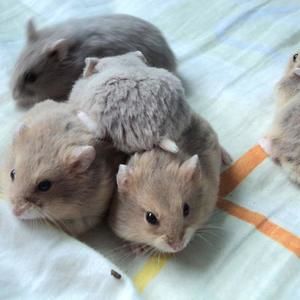 Meet your Posher, Annie